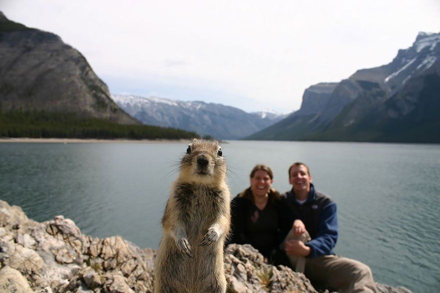 Questi animali si inseriscono nelle foto, il risultato è geniale! Quotes   