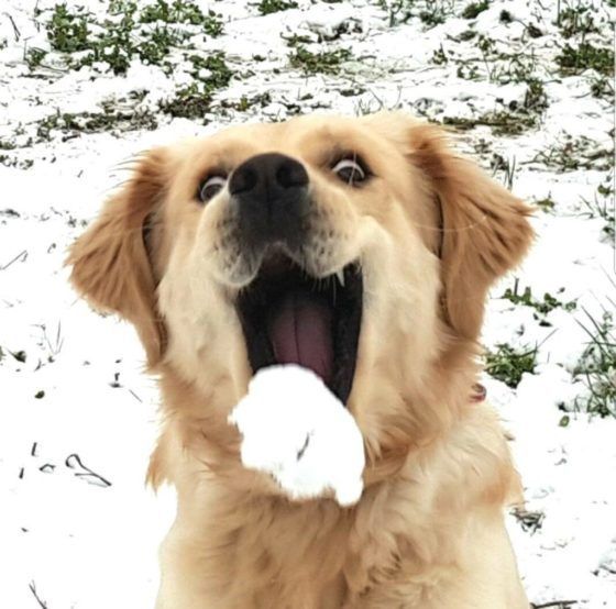 L’incredibile reazione degli animali a contatto con la neve Quotes   