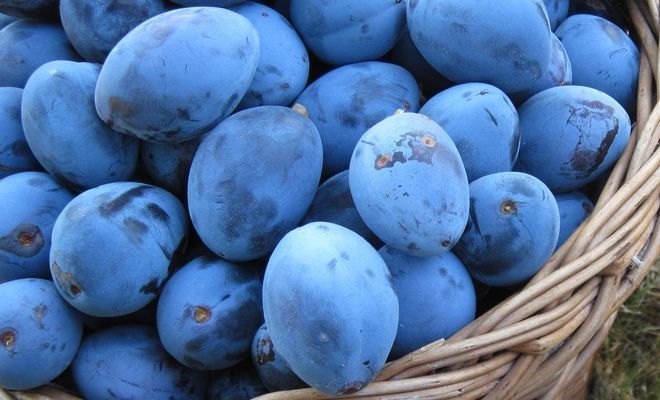 I frutti da mangiare senza moderazione per perdere peso Quotes