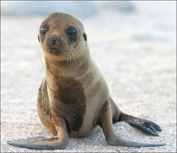 Questi cuccioli sono adorabili! Vi innamorerete! Quotes   