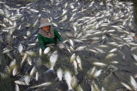 Questi alimenti preparati in Cina vi daranno più di un’indigestione! Quotes   