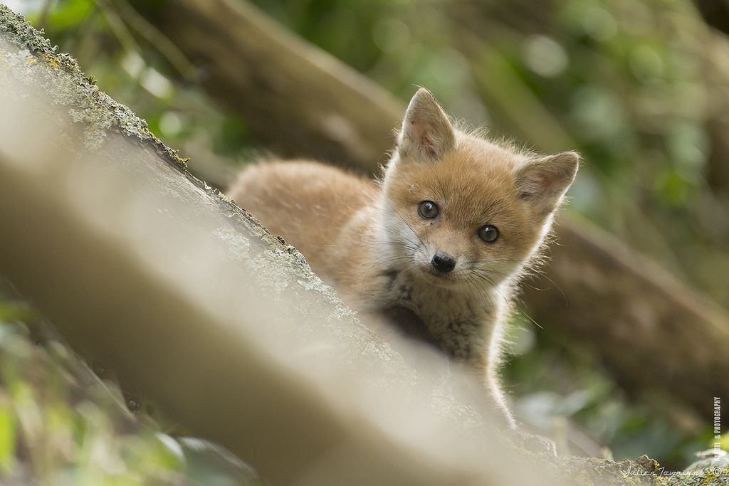 Questi cuccioli sono adorabili! Vi innamorerete! Quotes   