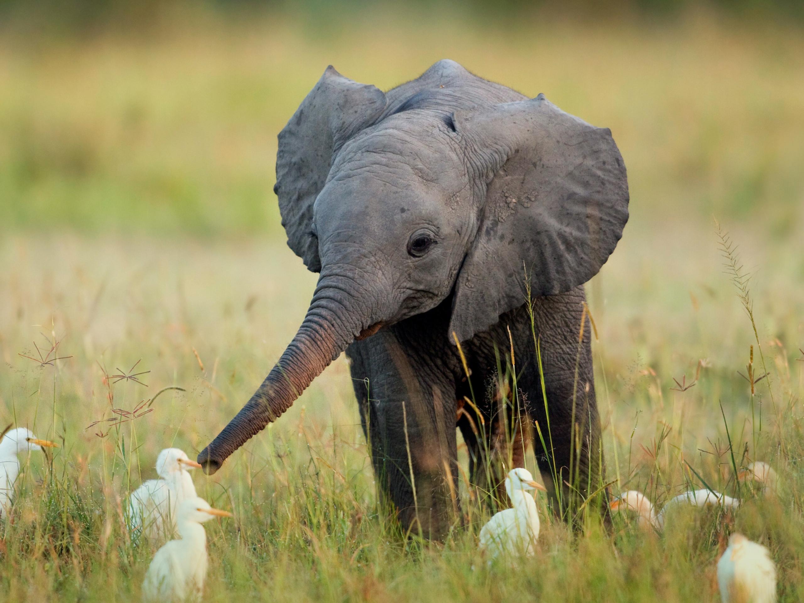 Questi cuccioli sono adorabili! Vi innamorerete! Quotes   