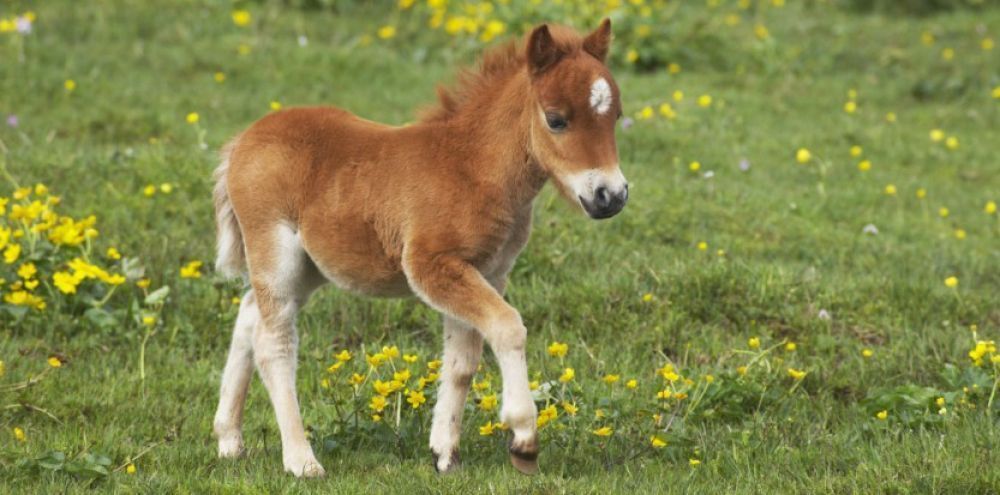 Questi cuccioli sono adorabili! Vi innamorerete! Quotes   