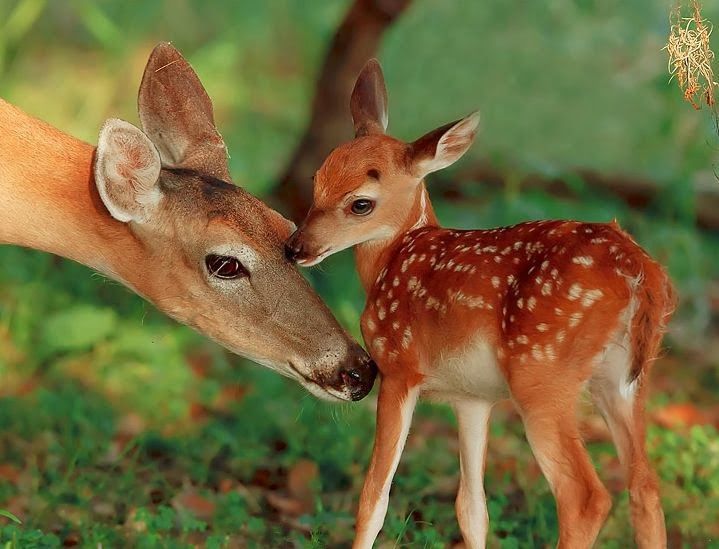 Questi cuccioli sono adorabili! Vi innamorerete! Quotes   