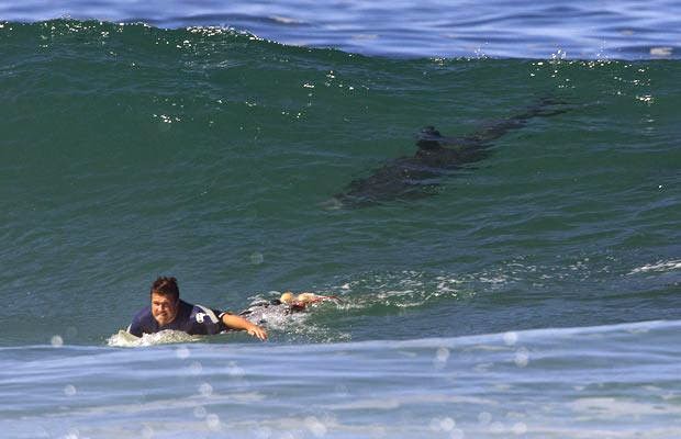 Attenzione: queste spiagge sono dove ci sono i più squali del mondo Quotes   