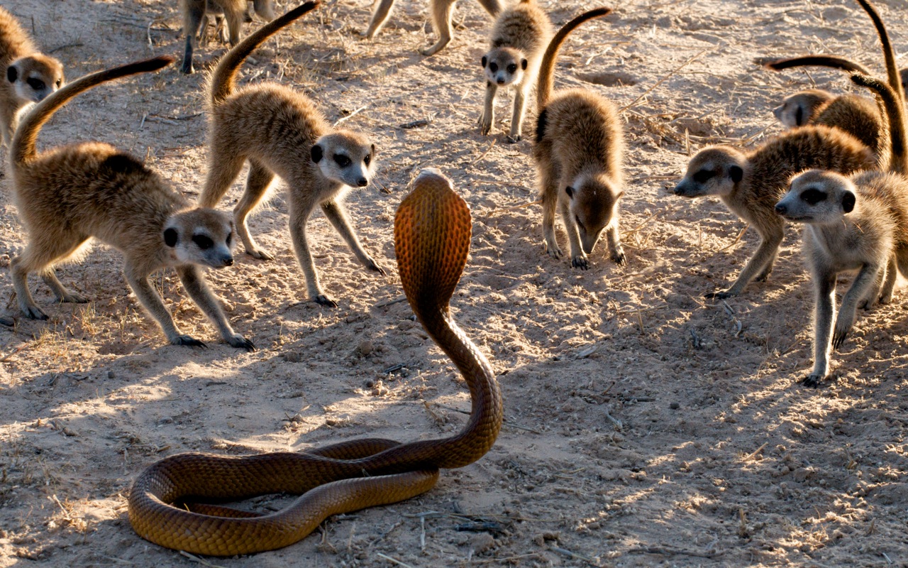 Questi 10 animali sono predatori di serpenti Quotes   